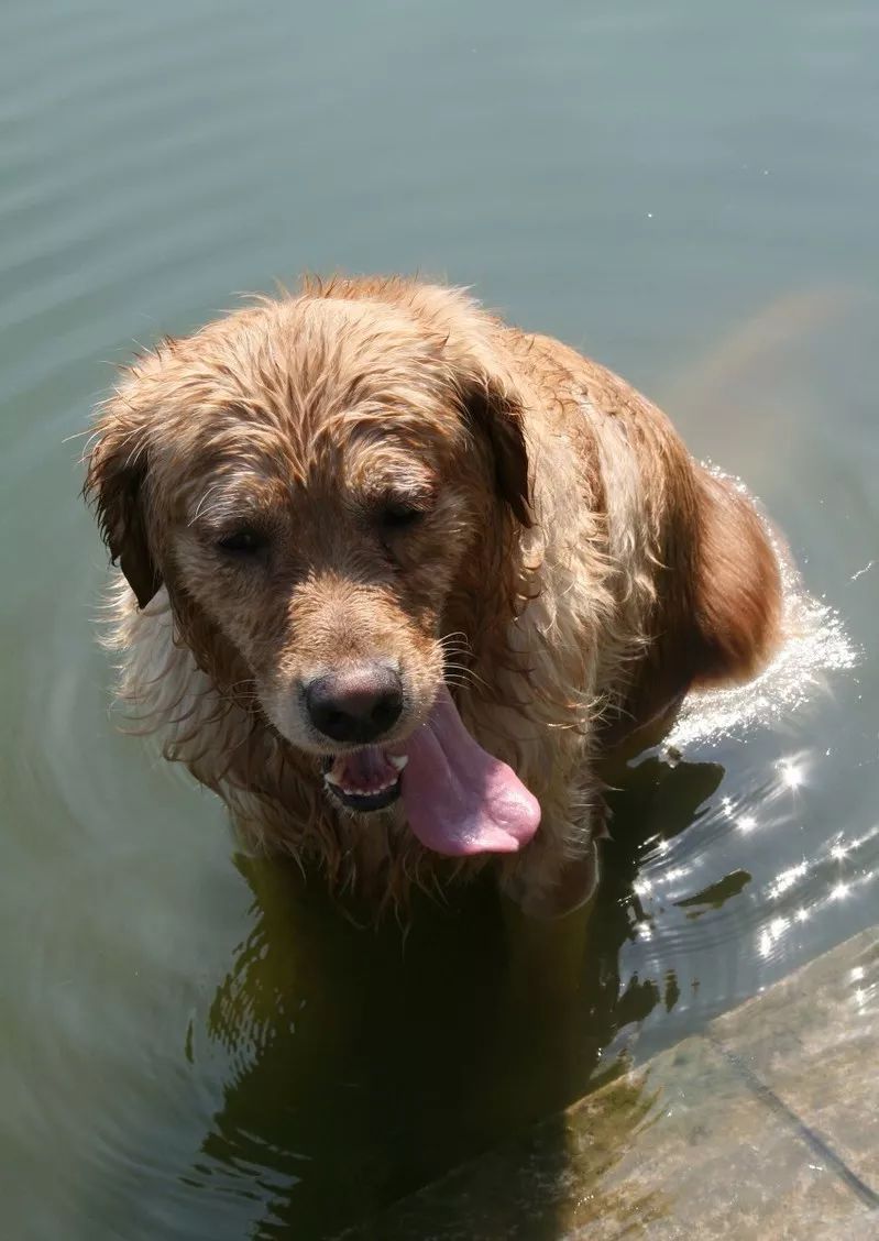 还没见过狗狗游泳时的小表情么,那你真是亏大发了!