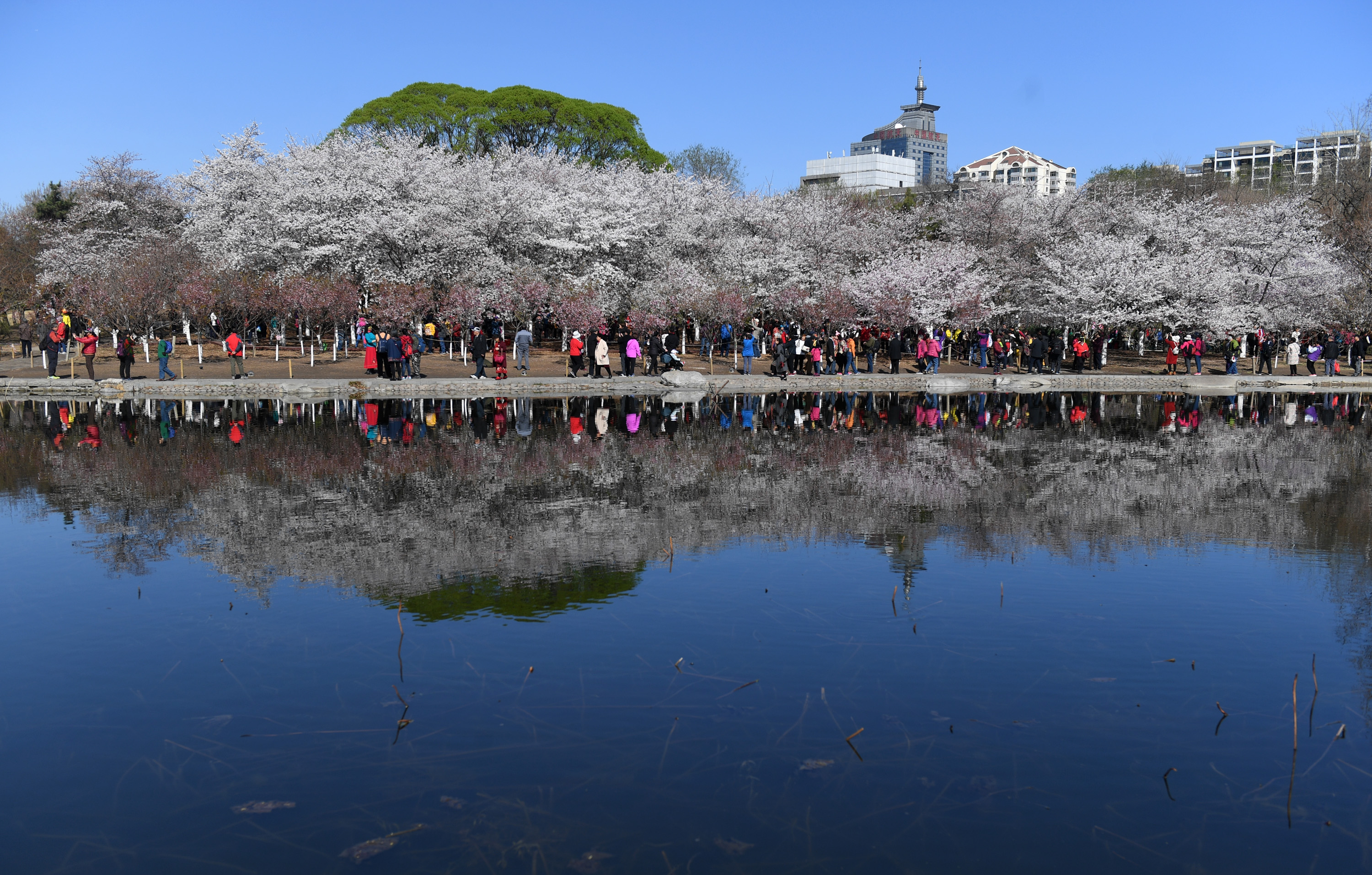 3月25日,游客在玉渊潭公园樱花园观赏樱花