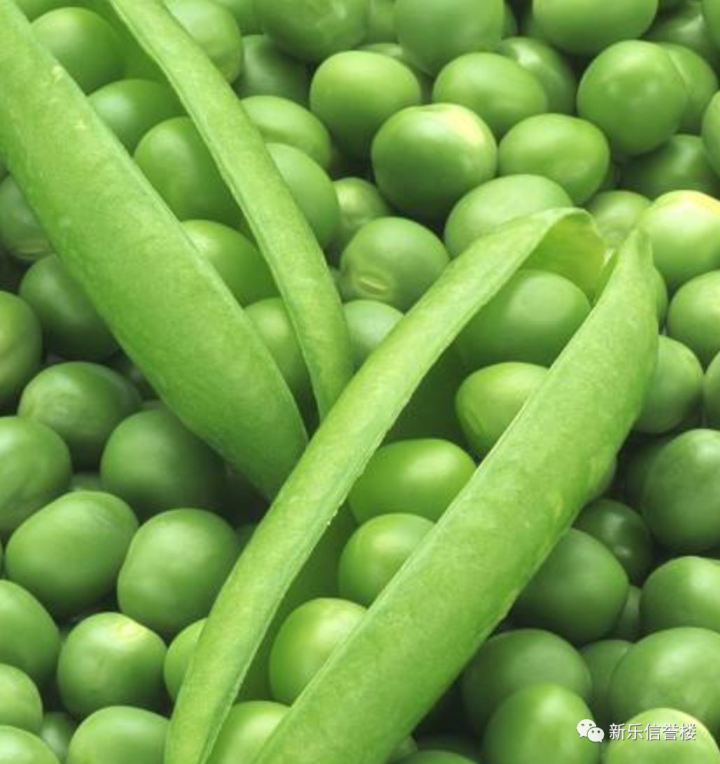 豌豆头营养价值图片