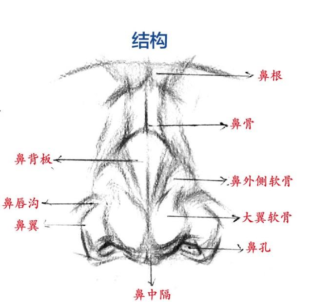 鼻子解剖结构图解素描图片