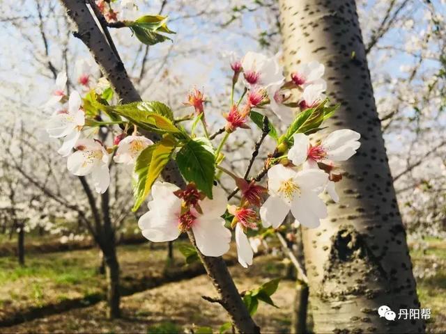 丹阳管山樱花图片