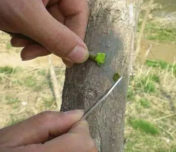 叶汉小刀锯大树图片