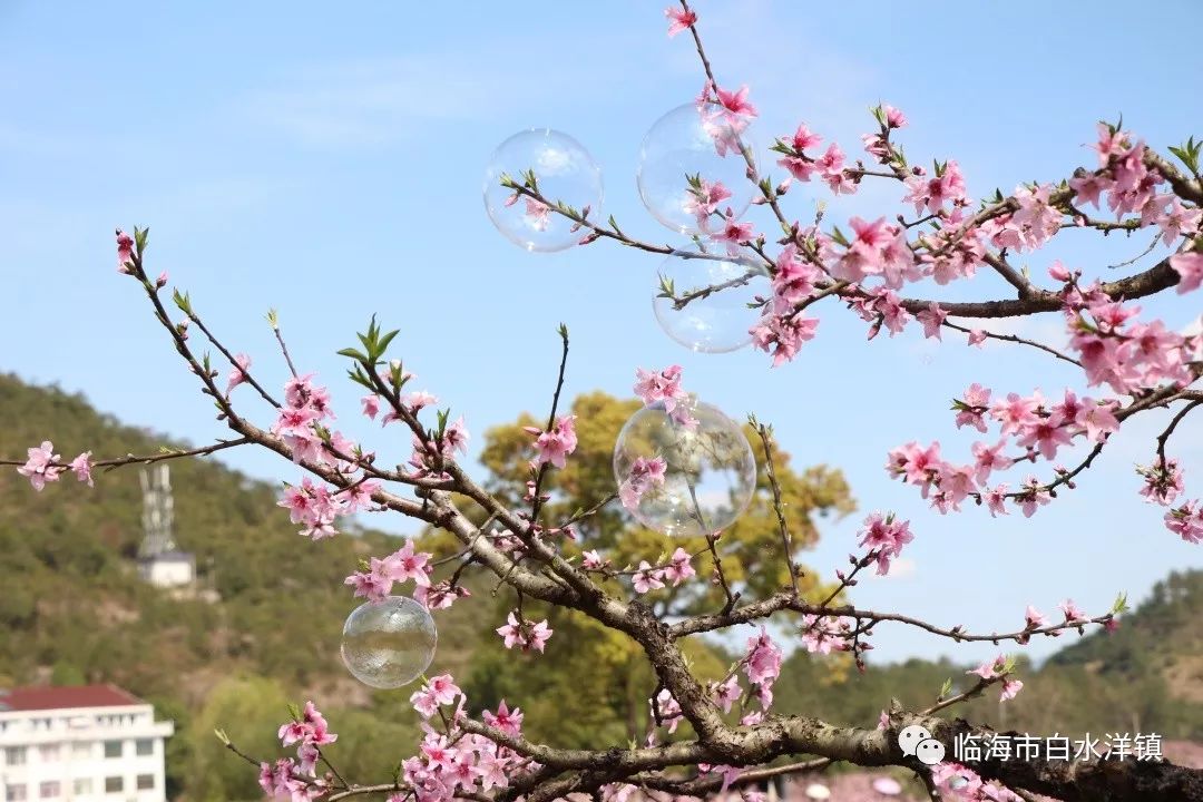 白水洋桃花节时间图片