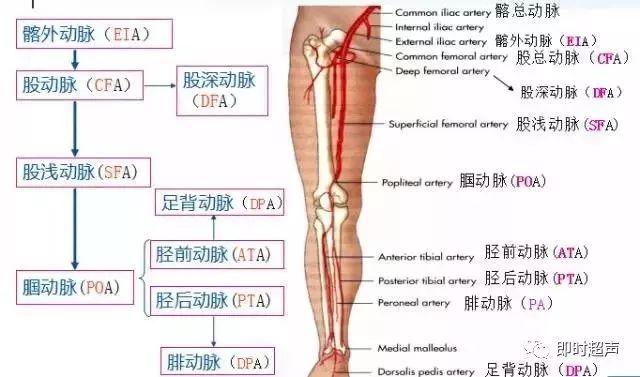 小腿深静脉特点是胫前,胫后静脉,腓静脉为成对静脉,位于伴行动脉的