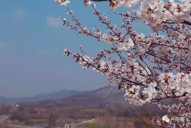 丹阳管山樱花图片