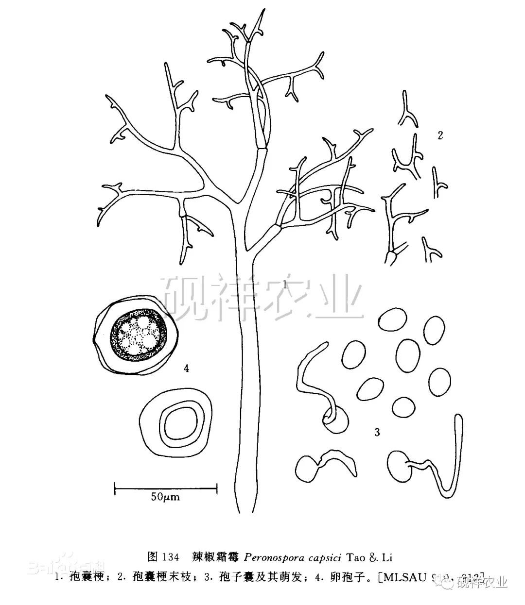 详解辣椒白粉病不看后悔