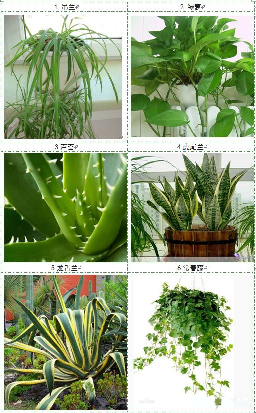 植物名称真实图片