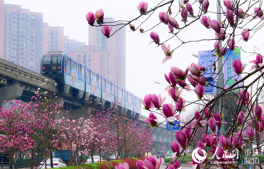 重庆:开往春天的轨道列车 穿越一路花海