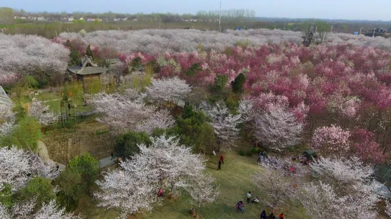 據唐韻櫻花園董事長鄭紅偉介紹,此次櫻花節線路按排,攝影大賽(唐韻