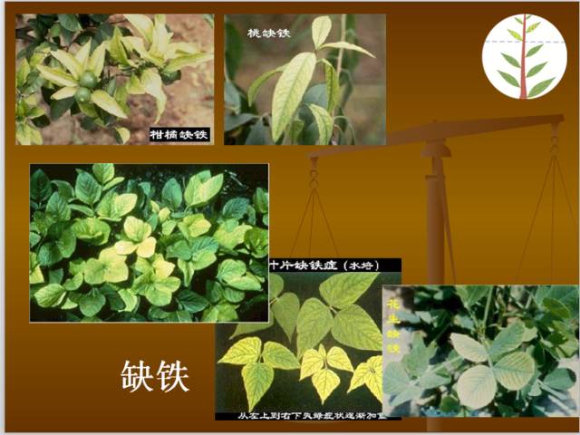 生長不良,植株矮小,豆科植物缺鉬會影響固氮,莢粒不飽滿.