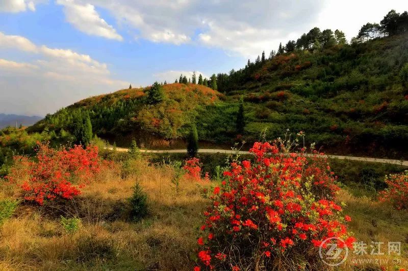 美麗曲靖富源富村鎮爛漫紅杜鵑邀您踏青賞景