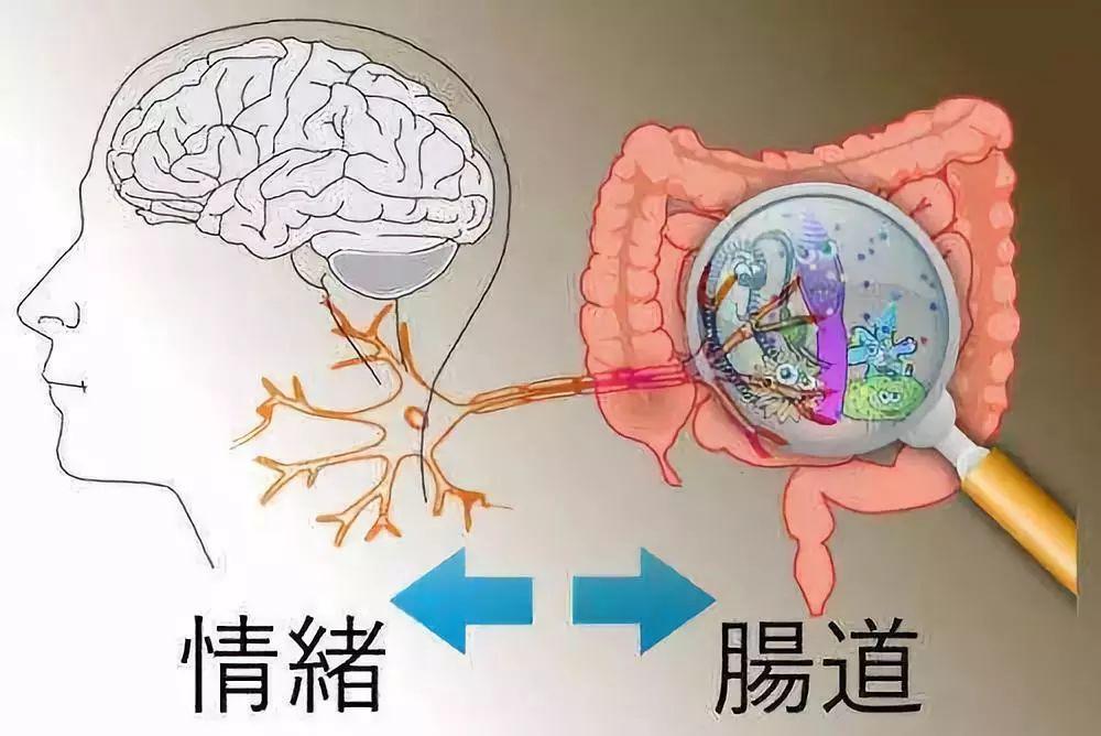 無菌小鼠的研究讓我們瞭解了腸道微生物能夠影響宿主的情緒行為,學習