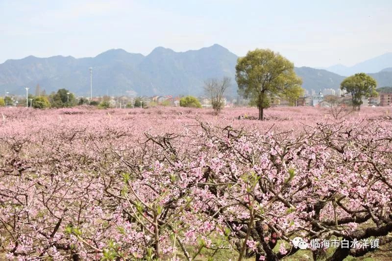 白水洋桃花节时间图片