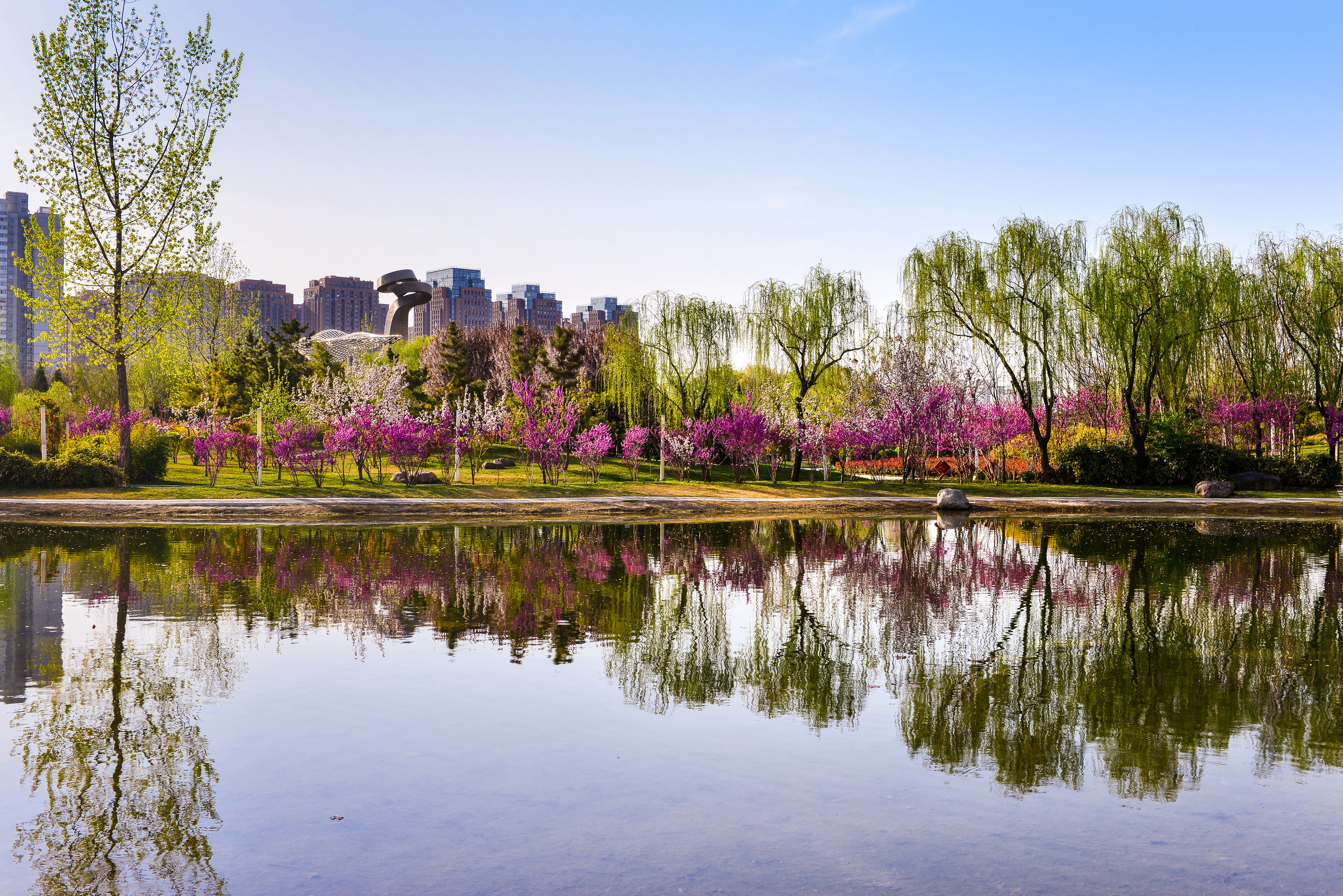 郑州之林手机拍的都这么美,还跑什么武大看樱花