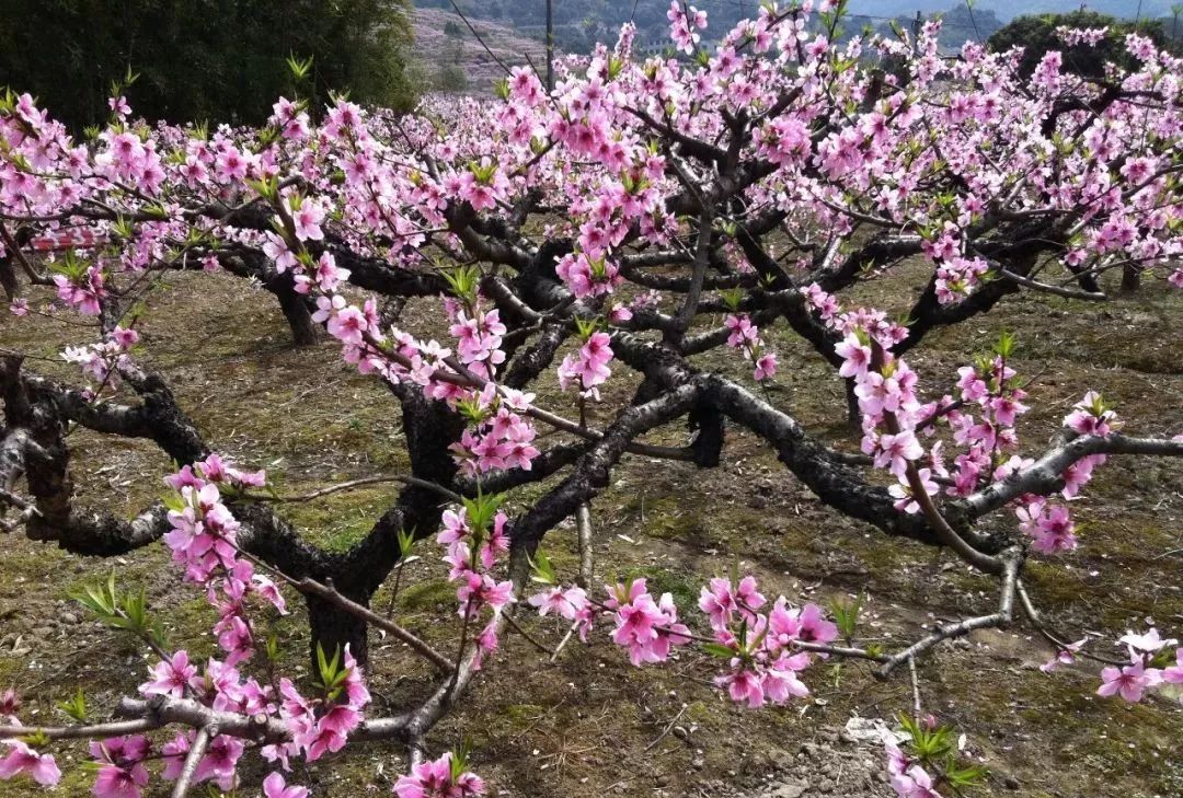 特惠60醉美桃花330331賞奉化十里桃林行攝新建油菜花海