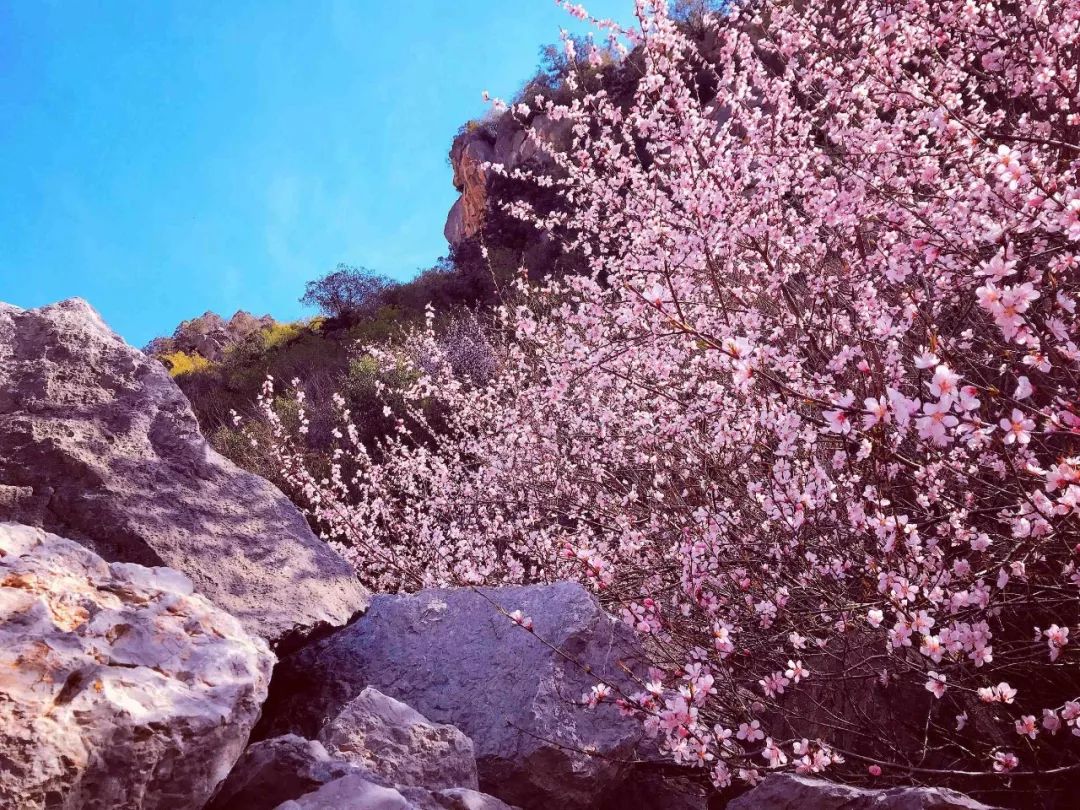 2分鐘鳥瞰涇陽鄭國渠景區漫山桃花美極啦