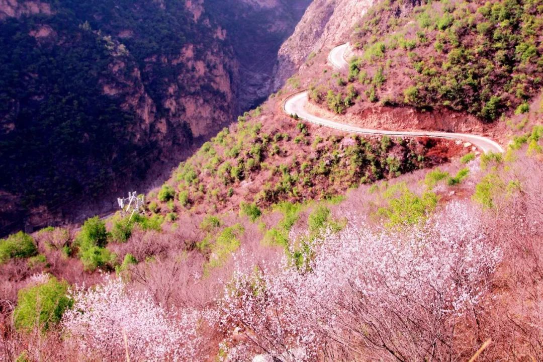 郑国渠第四届桃花节图片