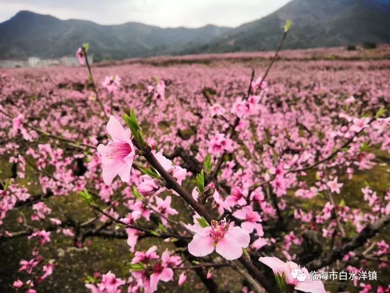 白水洋桃花节时间图片