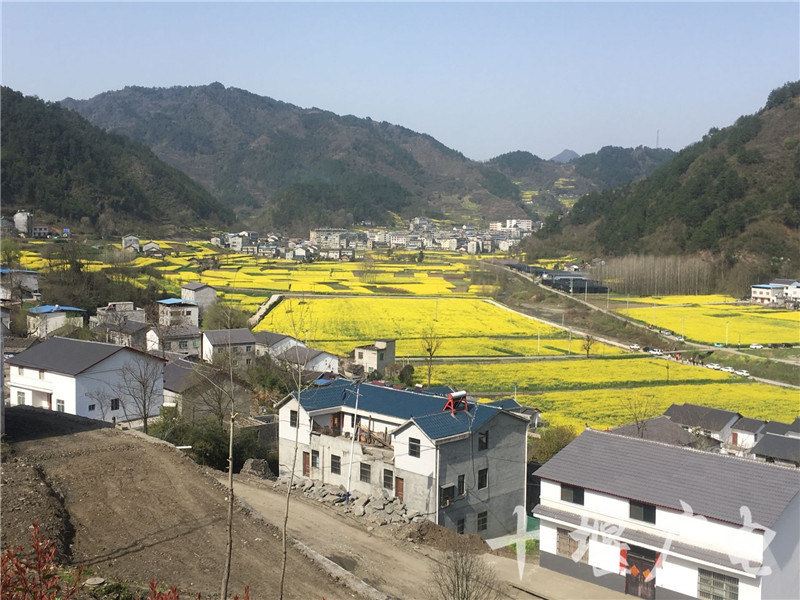 在郧阳区五峰乡,这里的1万多亩油菜花正悄然盛开.