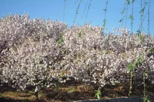 嘉華旅遊3031號發團鄒平櫻花山賞櫻草莓採摘入園票已含隨便品嚐鄒平