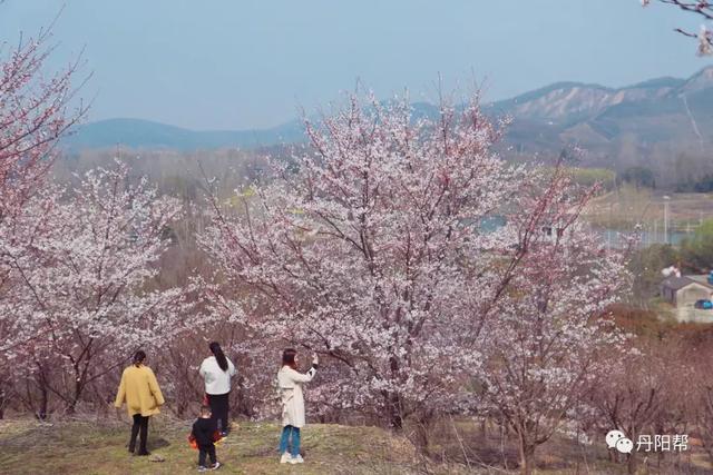 丹阳人盼了一年管山樱花开啦