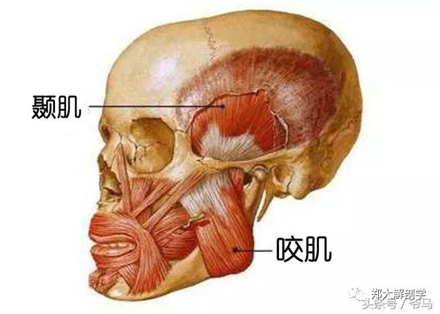 翼状筋膜融人颞下颌关节囊和颊咽筋膜,后两者包裹上咽缩肌和烦肌.