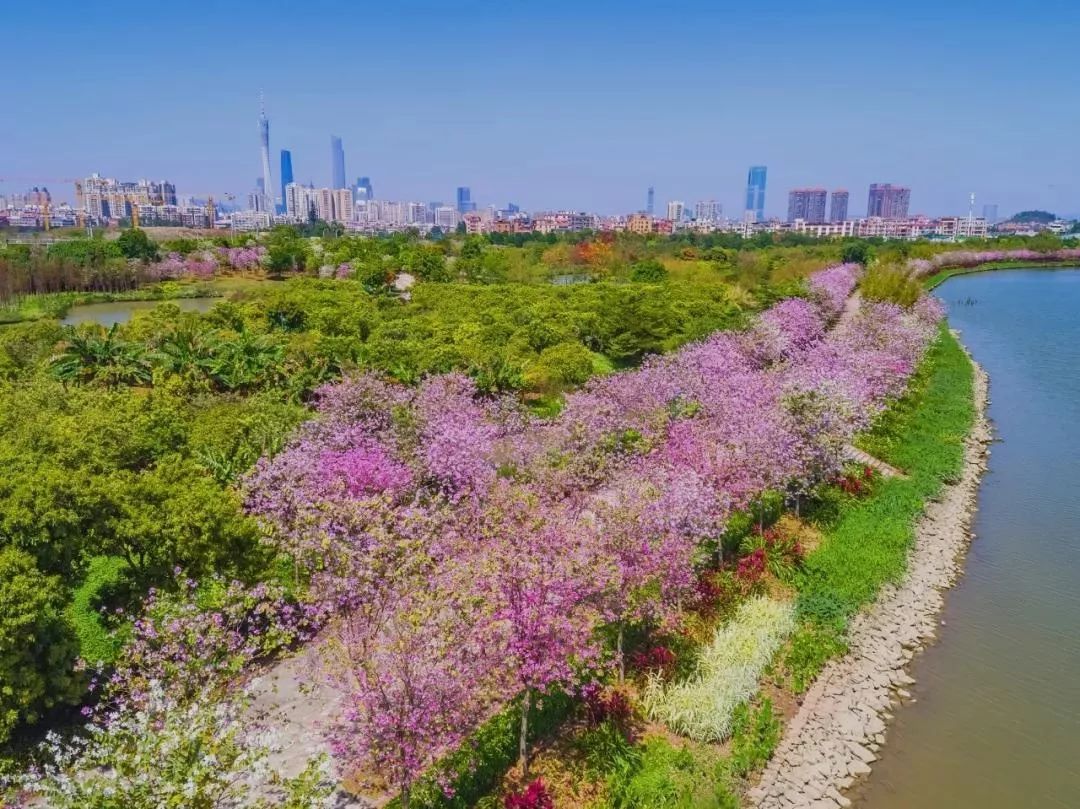 广州花景大片这些绝佳赏花地光看图就美翻了