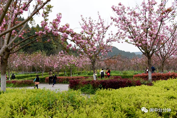 南充樱花景区图片