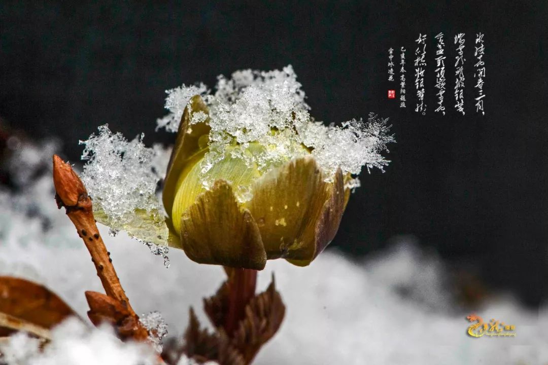 金盞頭頂嵌雪花,好似梳妝銀簪掛.冰凌花開春三月,瑞雪紛飛披銀裝.