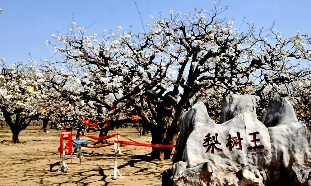 砀山景点大全一日游图片