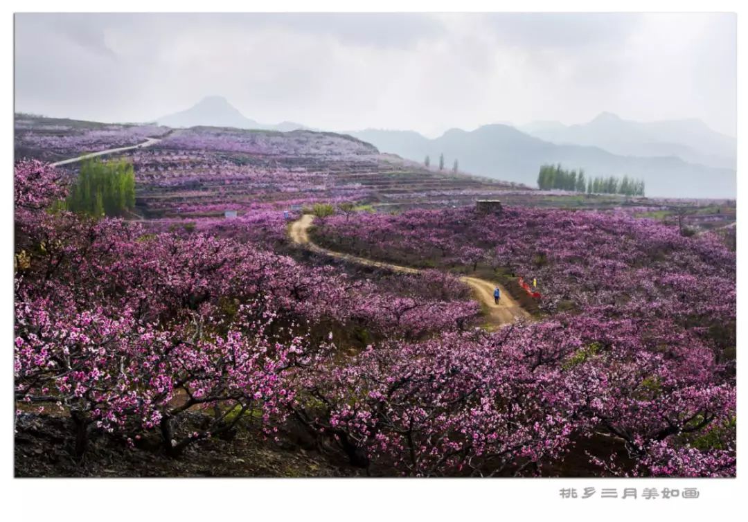 沂蒙好风光丨2019沂蒙春季赏花之旅