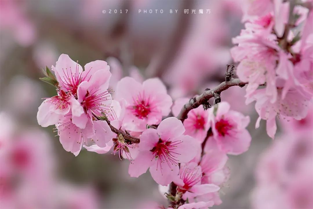 本週最美的是桃花北京哪裡賞桃花景色最佳一樹桃花一樹詩