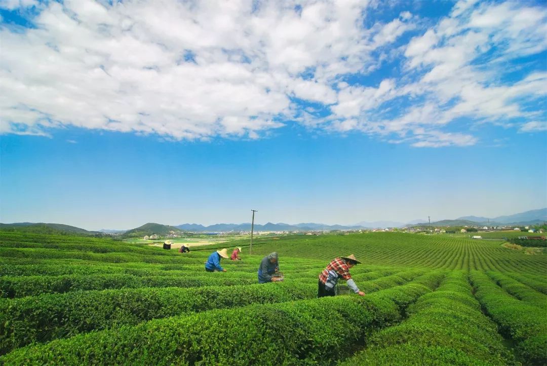 嵊州茶叶强市茶香有道