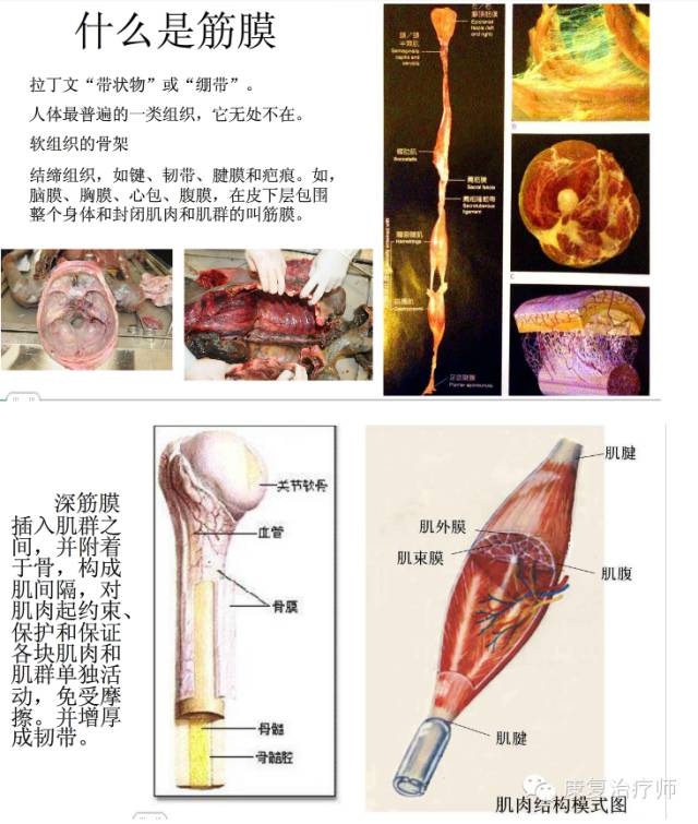 筋膜我们了解多少?筋膜把肌肉连接起来,功能铸造筋膜