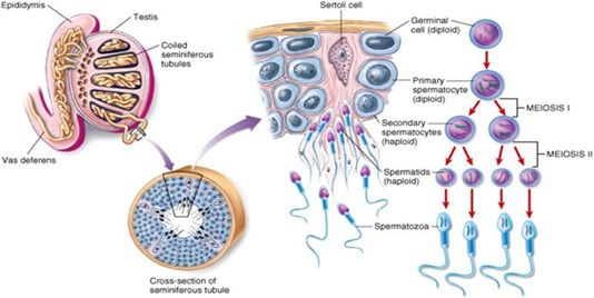 精子形成过程示意图睾丸(testis)中存在着大量曲细精管(seminiferous