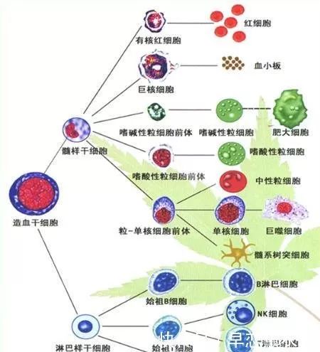 造血干细胞分化过程图图片