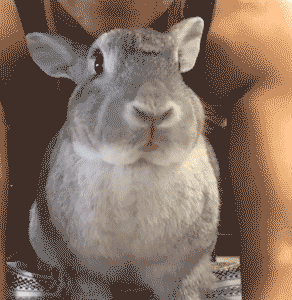 「搞笑gif动图」原来,兔子是这样打哈欠的,第一次见!