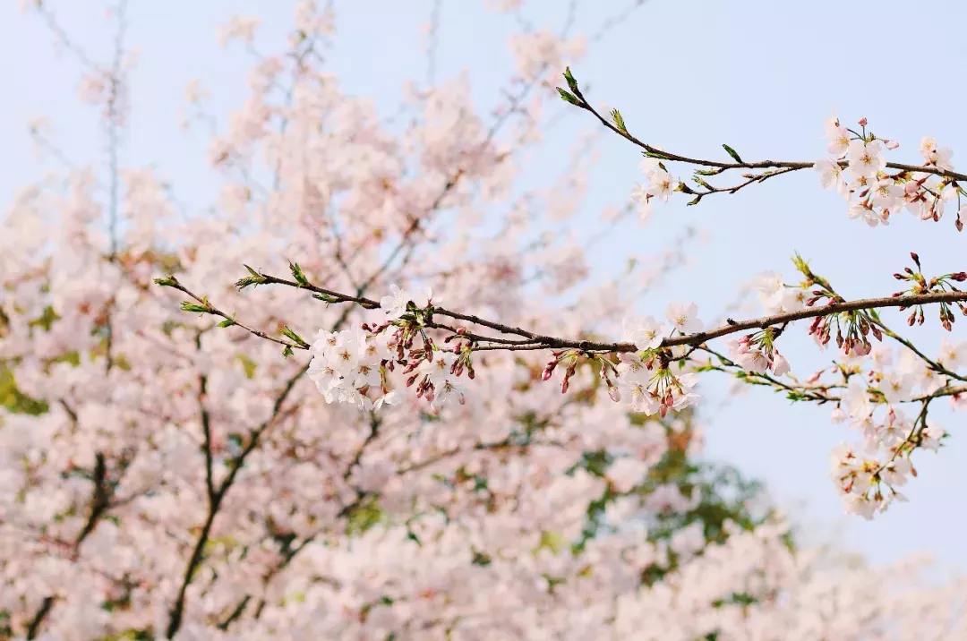 你還在顧村公園人擠人,我已經在小眾賞櫻地出片了! _櫻花