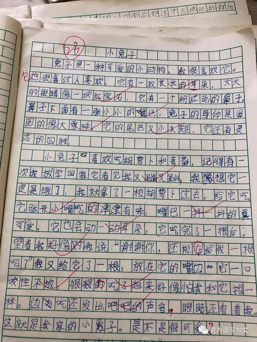 寫作文可愛的小兔子(可愛的小兔子作文兒),孩子們眼中的動物,第3張