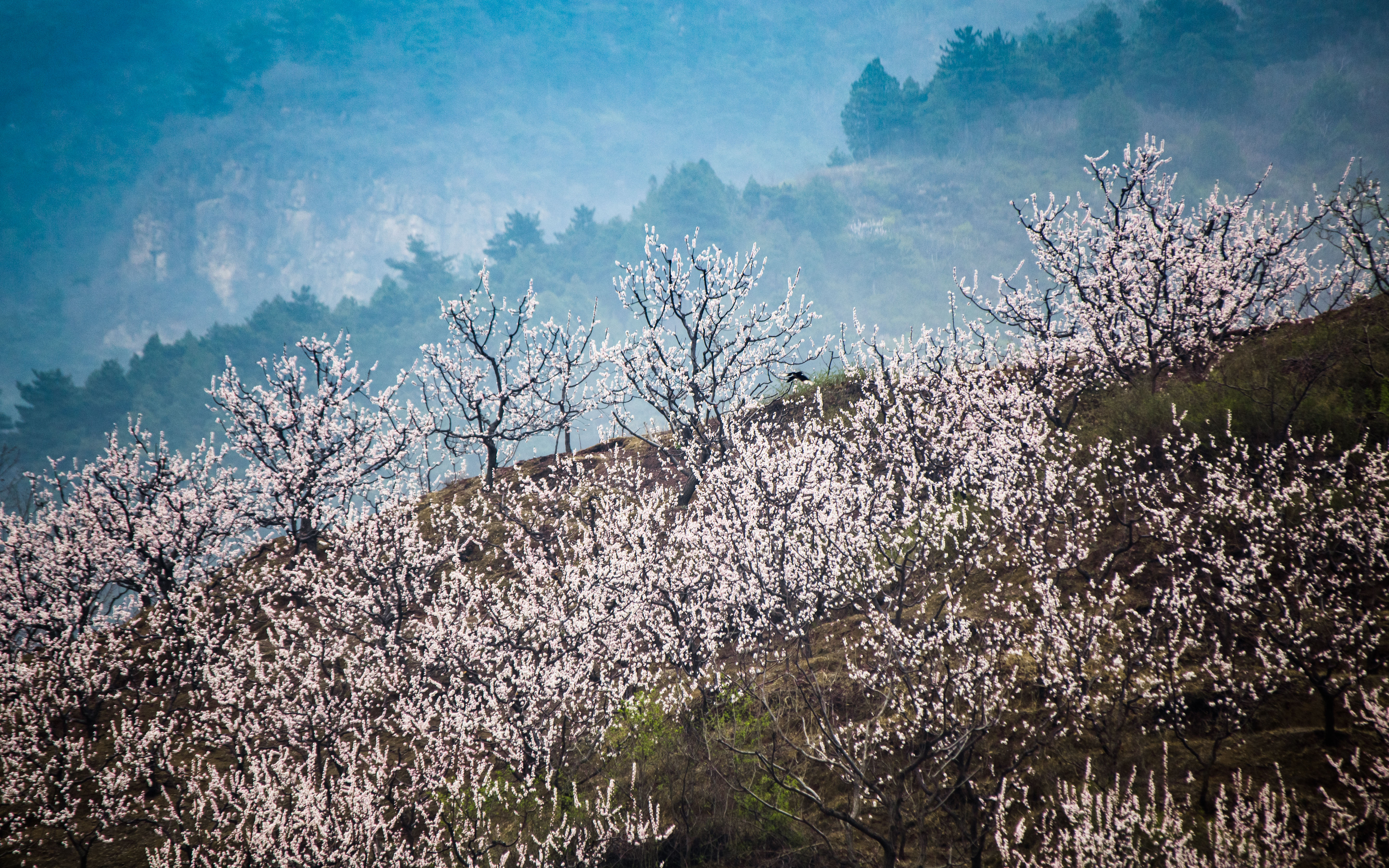 3月杏花海4月桃花林 平谷北寨將進入一年中最好看時節