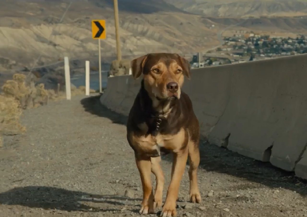电影一条狗的回家路感动人心 忠犬四百英里冒险故事