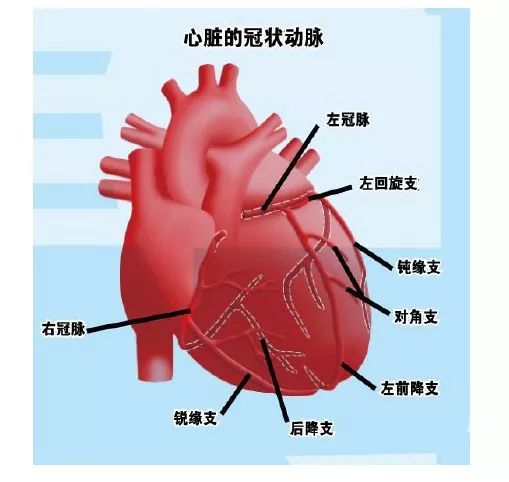 前壁,前间壁:左冠状动脉