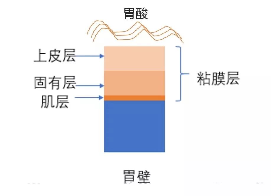 胃壁分层5层示意图图片