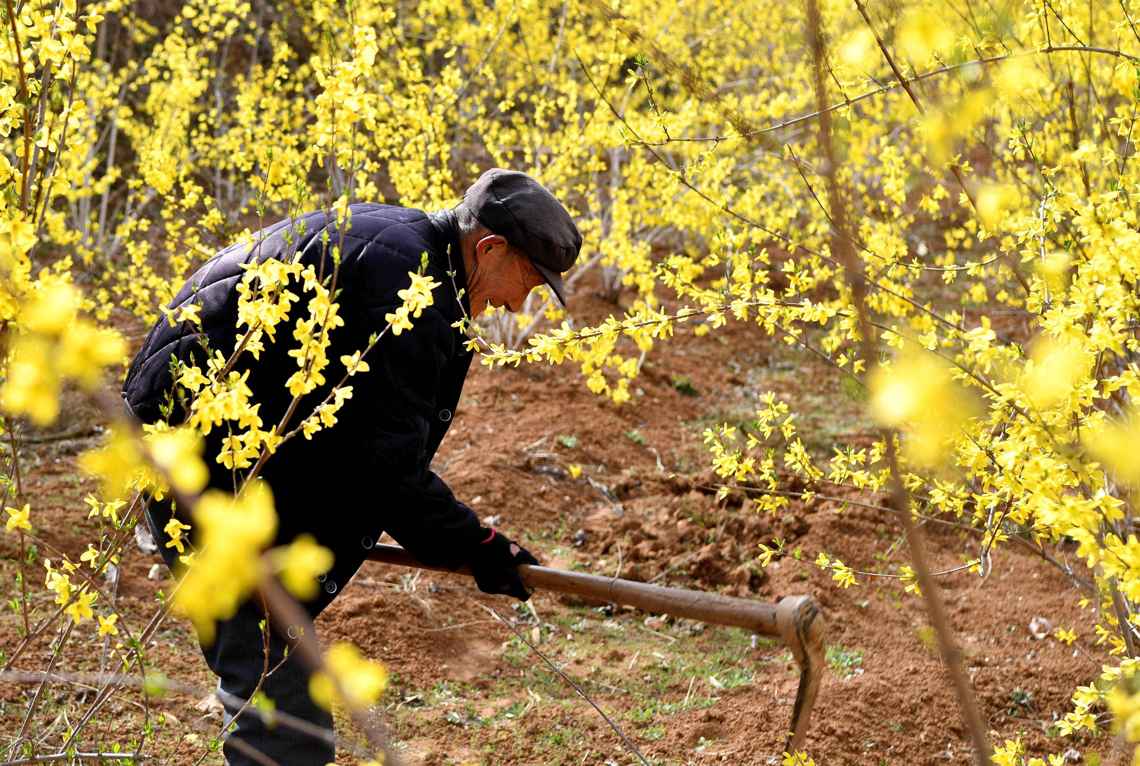 河南盧氏:連翹種植助農增收