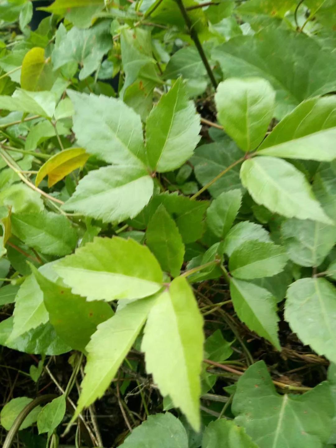 虎杖苔,峨眉當地人稱之黃葉苔或酸杆兒,《本草綱目》裡叫