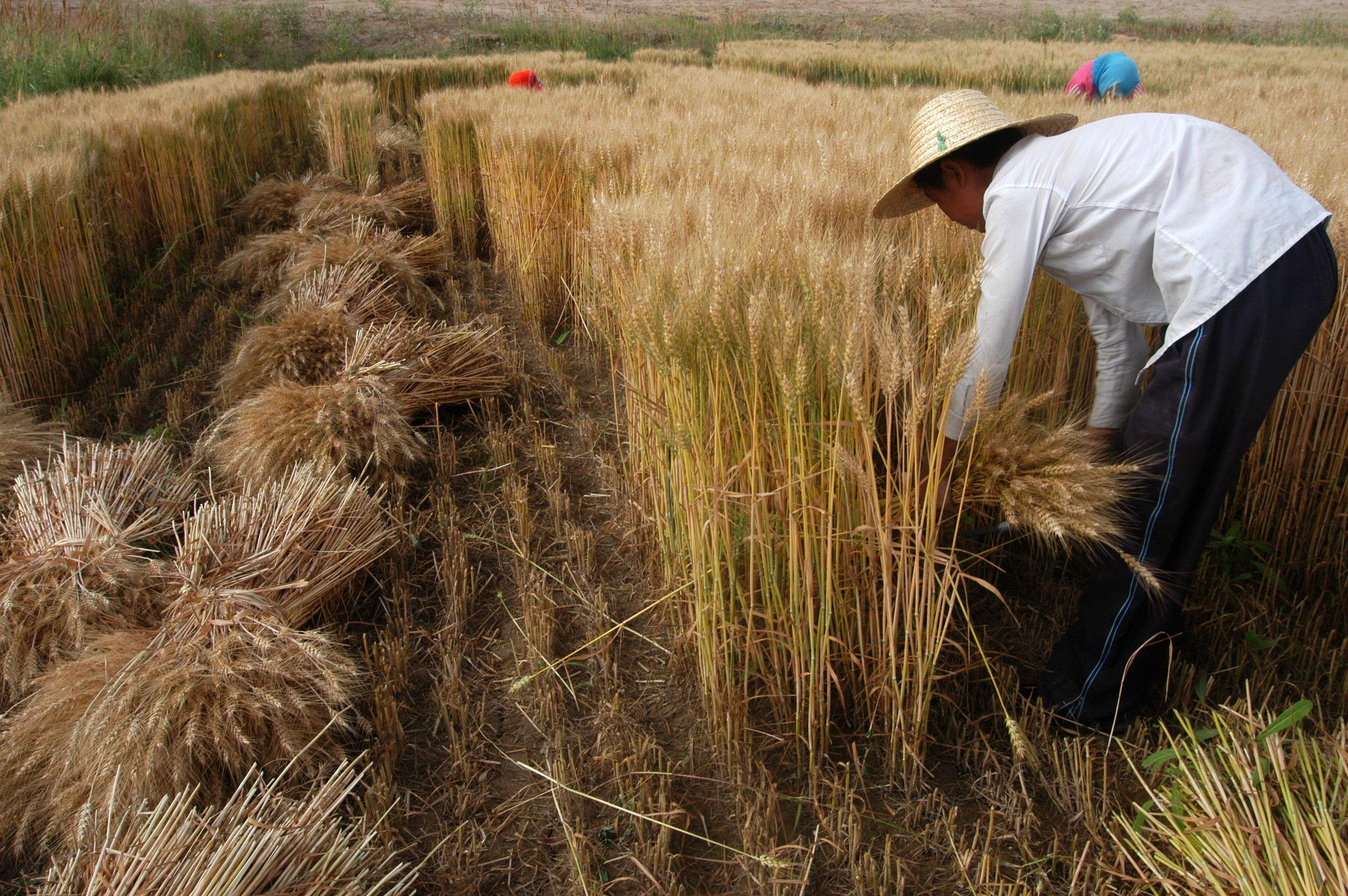 小麦种植过程中磷酸二氢钾需要补充多少如何才能实现高产