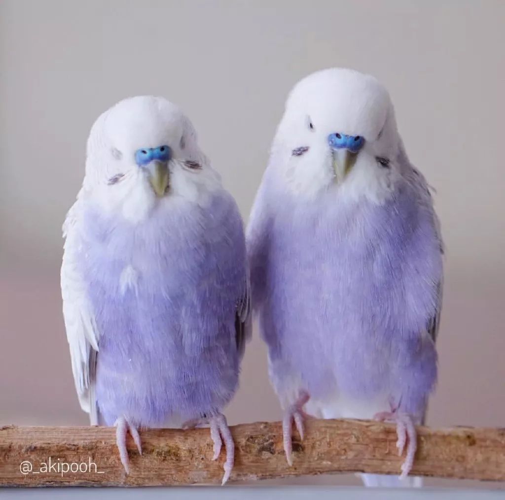 白色带淡蓝色的鹦鹉图片
