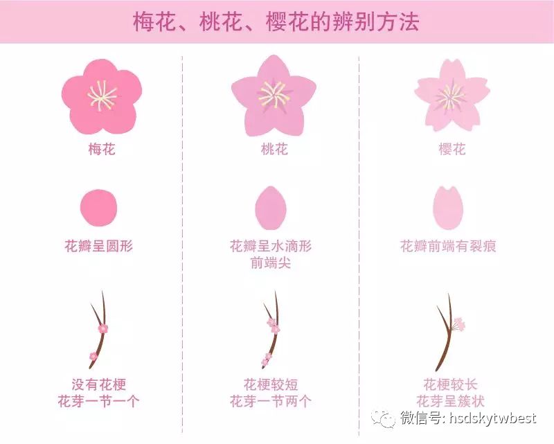 樱花季