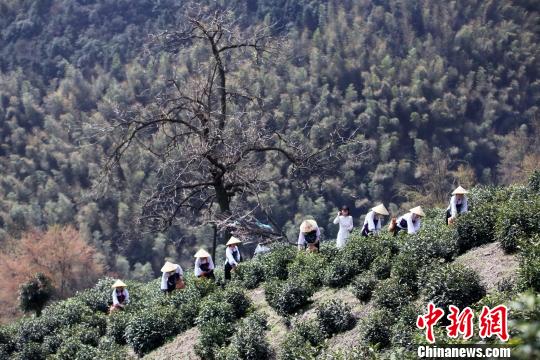 安徽休寧:百年松蘿茶喜開園