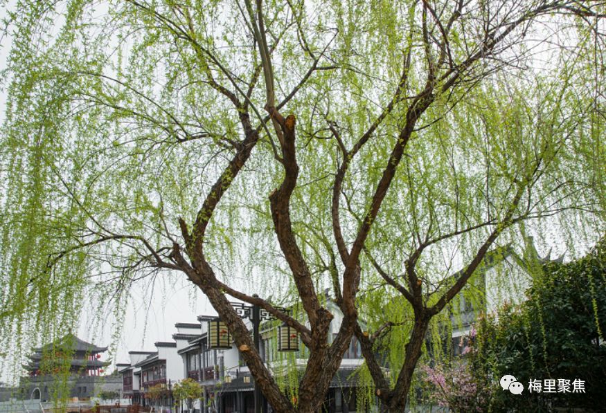 百花齊放春天等一個人陪我去梅村